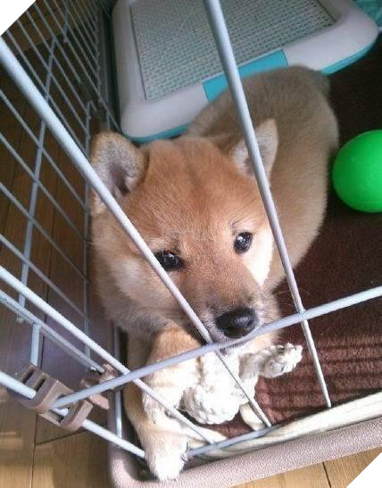 12 cách giữ ấm ‘quái chiêu’ của các chú chó khiến bạn dở khóc dở cười, #5 có một cảm giác gọi là ‘chị hiểu em rất lạnh!’ 9