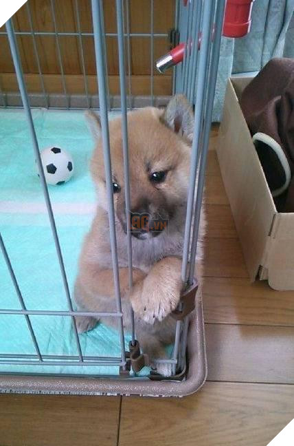 12 cách giữ ấm ‘quái chiêu’ của các chú chó khiến bạn dở khóc dở cười, #5 có một cảm giác gọi là ‘chị hiểu em rất lạnh!’ 8