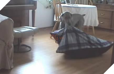 12 cách giữ ấm ‘quái chiêu’ của các chú chó khiến bạn dở khóc dở cười, #5 có một cảm giác gọi là ‘chị hiểu em rất lạnh!’ 7