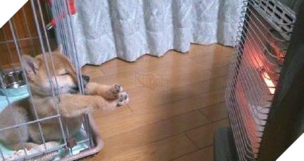 12 cách giữ ấm ‘quái chiêu’ của các chú chó khiến bạn dở khóc dở cười, #5 có một cảm giác gọi là ‘chị hiểu em rất lạnh!’ 10