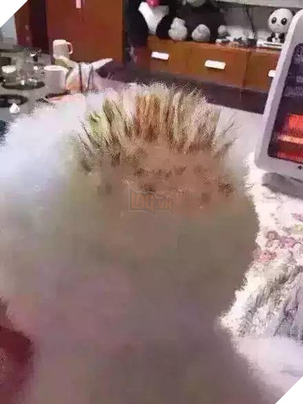 12 cách giữ ấm ‘quái chiêu’ của các chú chó khiến bạn dở khóc dở cười, #5 có một cảm giác gọi là ‘chị hiểu em rất lạnh!’ 11