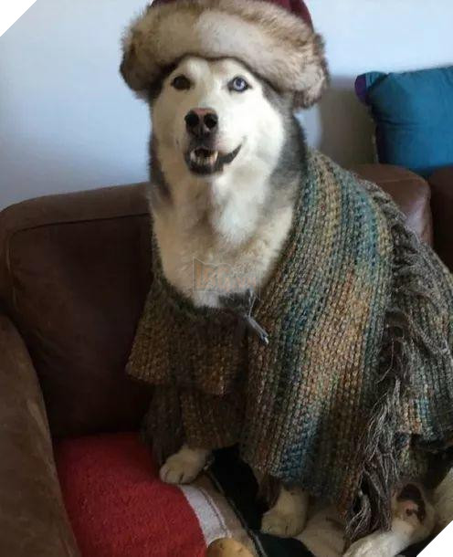 12 cách giữ ấm ‘quái chiêu’ của các chú chó khiến bạn dở khóc dở cười, #5 có một cảm giác gọi là ‘chị hiểu em rất lạnh!’ 12