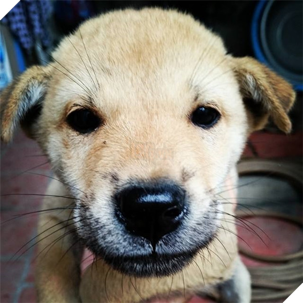 
Cận cảnh "dung mạo" của "boss" sang chảnh hơn cả người! (Ảnh: Nguyễn Tuấn Trung).