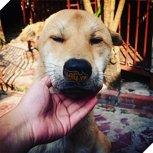 Chú chó bất ngờ nổi tiếng vì lối sống “sang chảnh” hơn cả người