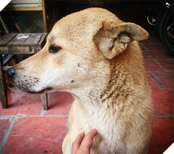 
Được biết, chú cún "hoàng gia" này cũng mắc "bệnh ngôi sao", cực kì "chảnh", cứ giơ điện thoại lên là lại tránh đi không cho chủ nhân chụp ảnh. (Ảnh: Nguyễn Tuấn Trung).