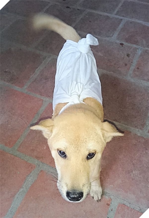 Chú chó bất ngờ nổi tiếng vì lối sống “sang chảnh” hơn cả người