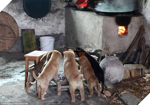 12 cách giữ ấm ‘quái chiêu’ của các chú chó khiến bạn dở khóc dở cười, #5 có một cảm giác gọi là ‘chị hiểu em rất lạnh!’ 13