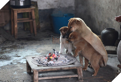 12 cách giữ ấm ‘quái chiêu’ của các chú chó khiến bạn dở khóc dở cười, #5 có một cảm giác gọi là ‘chị hiểu em rất lạnh!’ 14