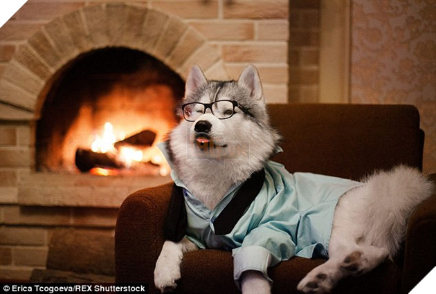 12 cách giữ ấm ‘quái chiêu’ của các chú chó khiến bạn dở khóc dở cười, #5 có một cảm giác gọi là ‘chị hiểu em rất lạnh!’ 15