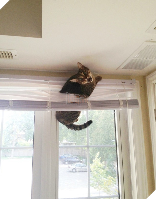 nhung chu meo hai huoc 10