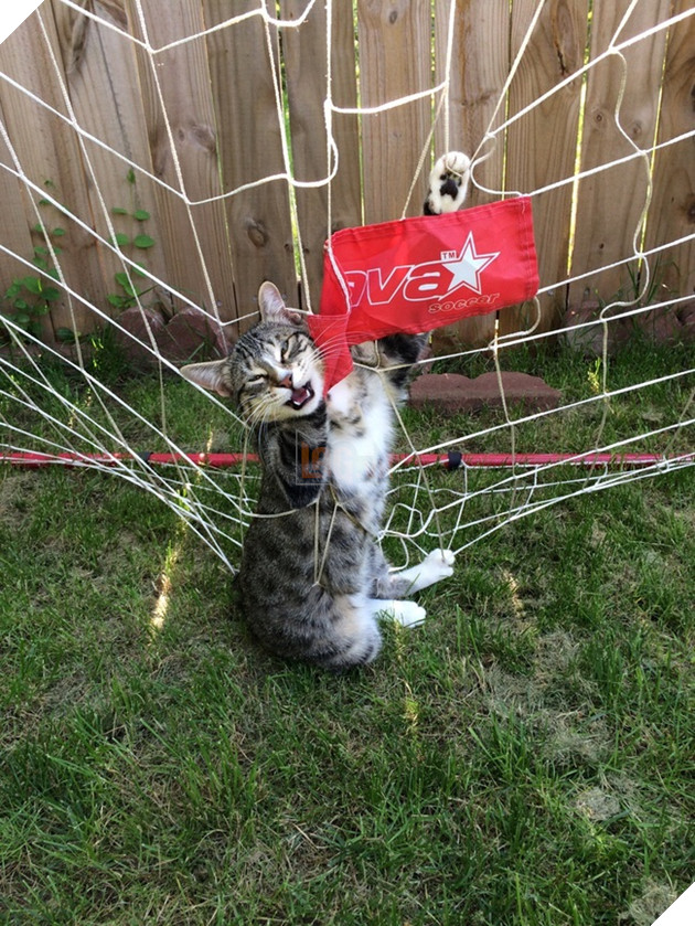 nhung chu meo hai huoc 1