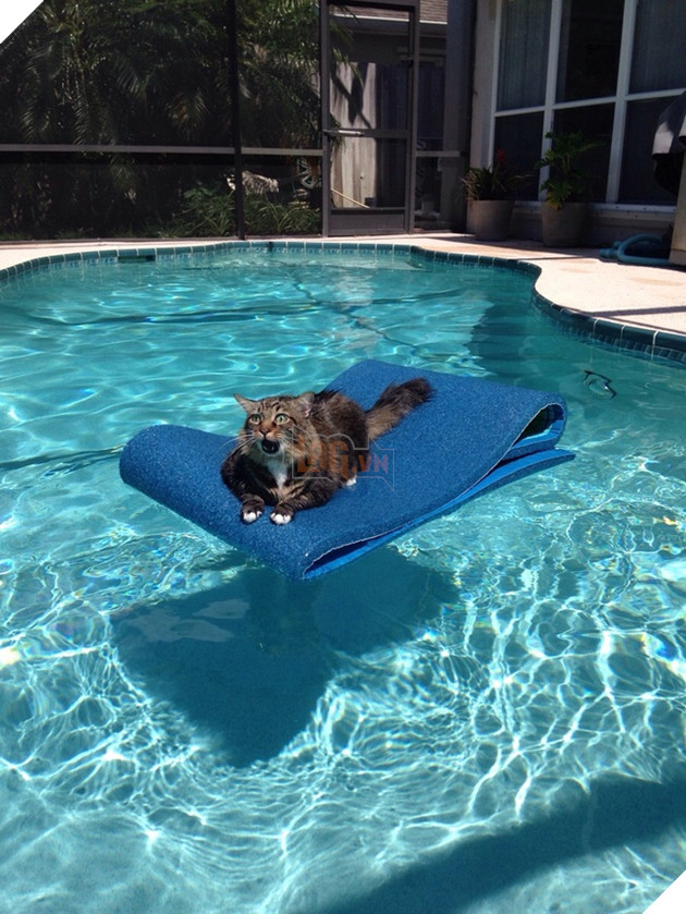 nhung chu meo hai huoc 2