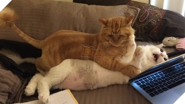 nhung chu meo hai huoc 3