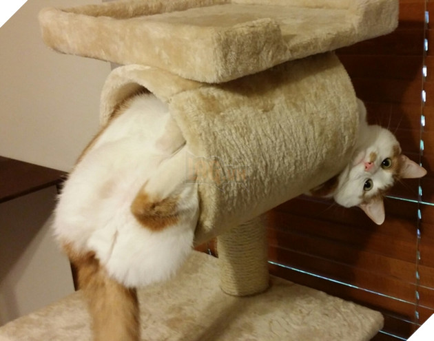 nhung chu meo hai huoc 4