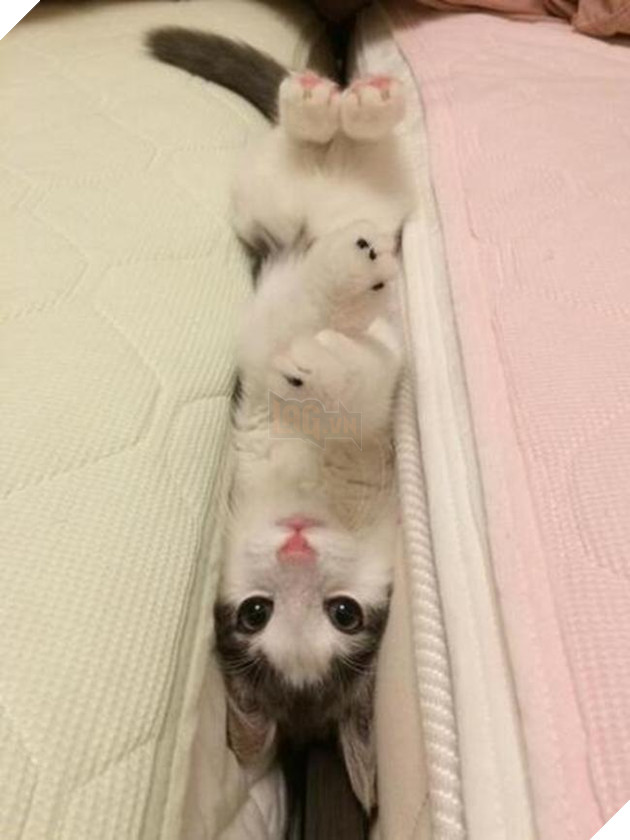 nhung chu meo hai huoc 5