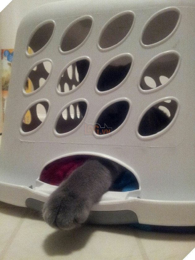 nhung chu meo hai huoc 6