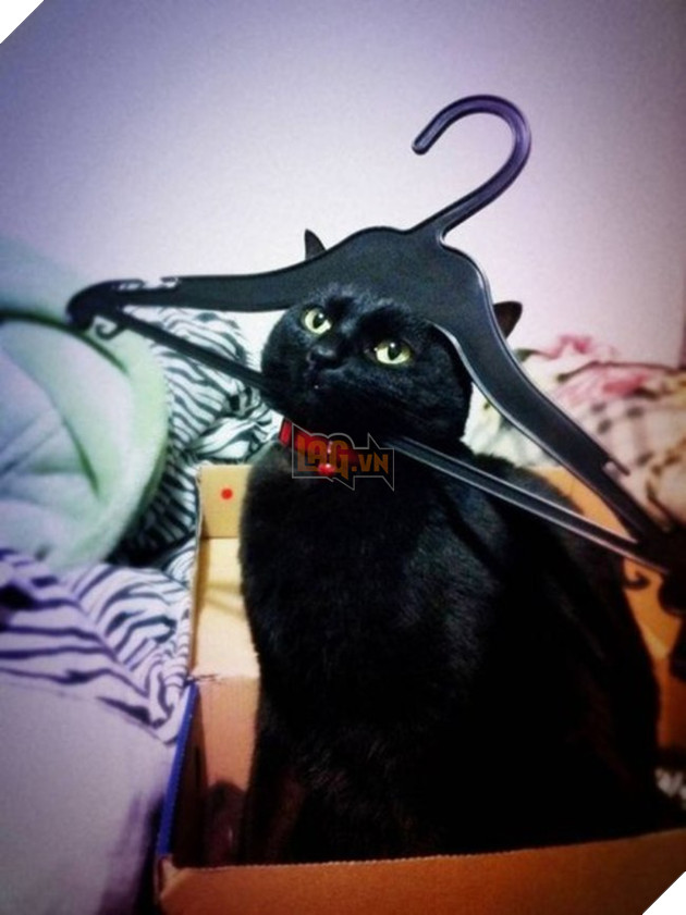 nhung chu meo hai huoc 7