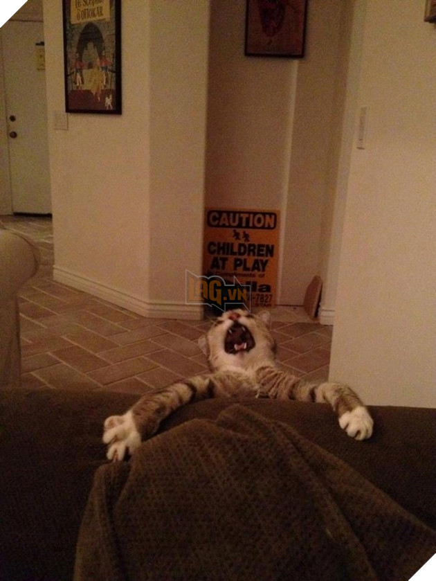 nhung chu meo hai huoc 8