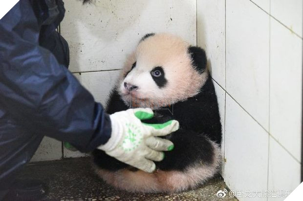 Bé gấu trúc ‘nghịch ngợm quá mức’, nhân viên bèn đặt nó vào góc, kết quả nó phản ứng khiến dân mạng tan chảy