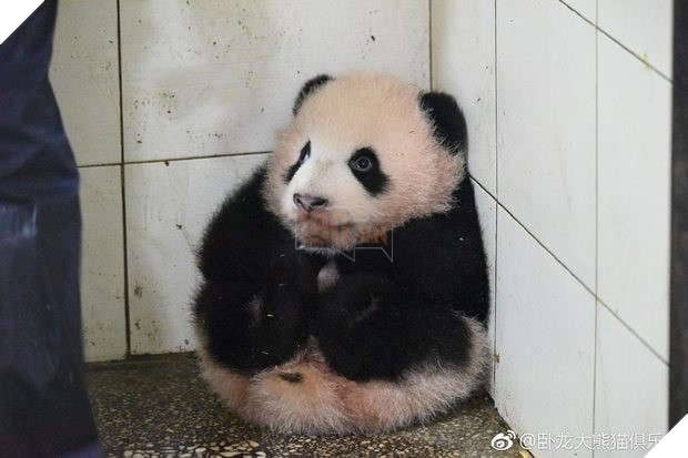 Bé gấu trúc ‘nghịch ngợm quá mức’, nhân viên bèn đặt nó vào góc, kết quả nó phản ứng khiến dân mạng tan chảy 2