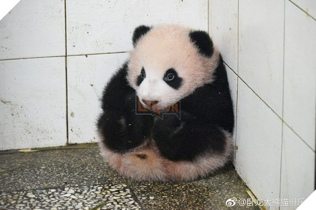 Bé gấu trúc ‘nghịch ngợm quá mức’, nhân viên bèn đặt nó vào góc, kết quả nó phản ứng khiến dân mạng tan chảy 3