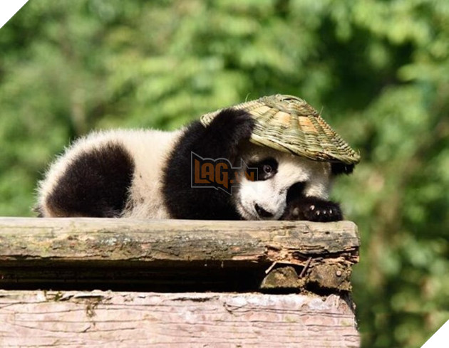 Bé gấu trúc ‘nghịch ngợm quá mức’, nhân viên bèn đặt nó vào góc, kết quả nó phản ứng khiến dân mạng tan chảy 4