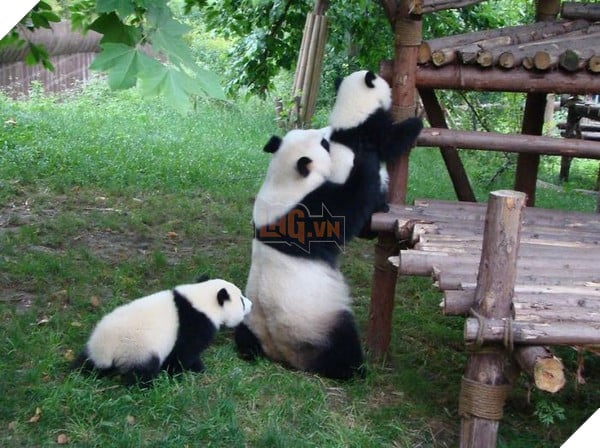 Bé gấu trúc ‘nghịch ngợm quá mức’, nhân viên bèn đặt nó vào góc, kết quả nó phản ứng khiến dân mạng tan chảy 8