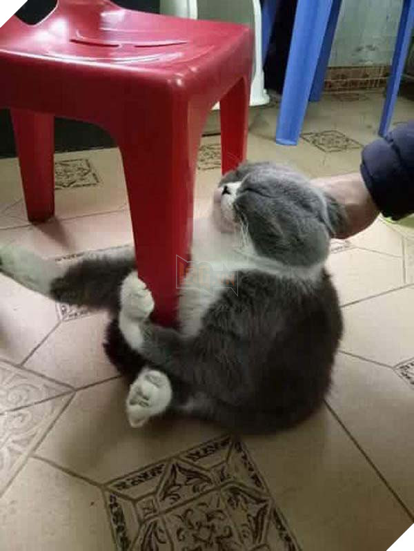 Cười nghiêng ngả với chú mèo nhất quyết ôm ghế vì không chịu đi tắm