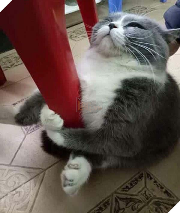 Cười nghiêng ngả với chú mèo nhất quyết ôm ghế vì không chịu đi tắm 2