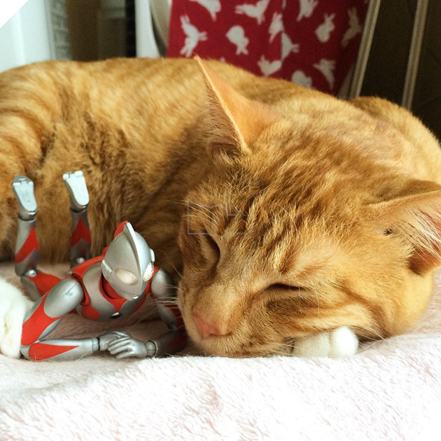 sieu-nhan-canh-giac-ngu-cho-meo-con-3-ngay-tuoi-10