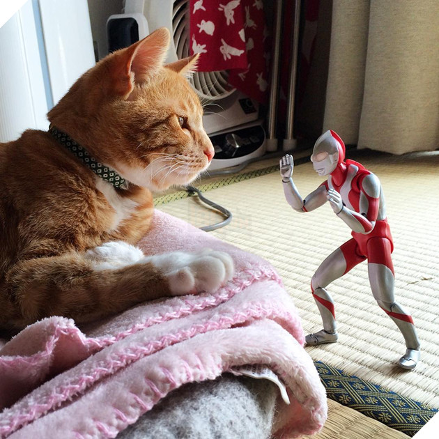 sieu-nhan-canh-giac-ngu-cho-meo-con-3-ngay-tuoi-11