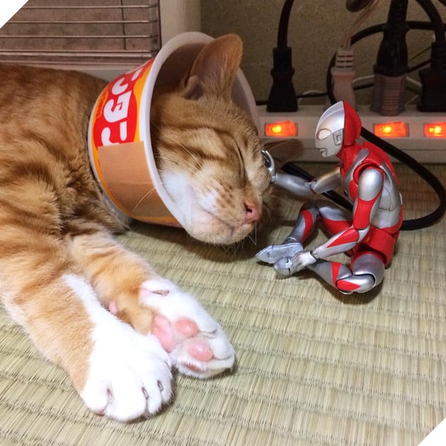 sieu-nhan-canh-giac-ngu-cho-meo-con-3-ngay-tuoi-12