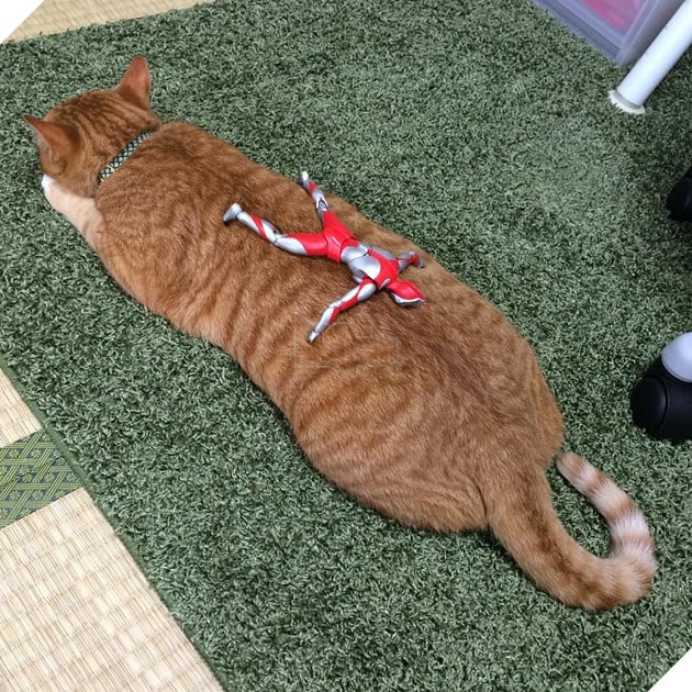 sieu-nhan-canh-giac-ngu-cho-meo-con-3-ngay-tuoi-13