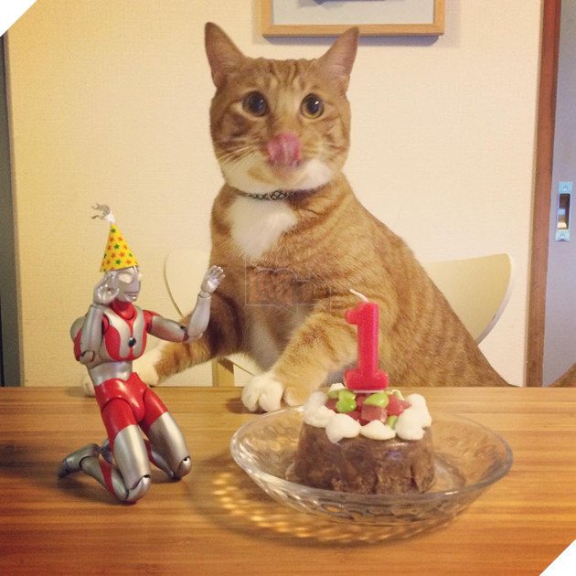 sieu-nhan-canh-giac-ngu-cho-meo-con-3-ngay-tuoi-14