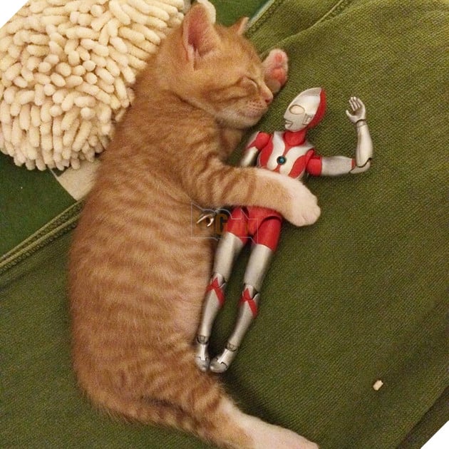 sieu-nhan-canh-giac-ngu-cho-meo-con-3-ngay-tuoi-15jpg