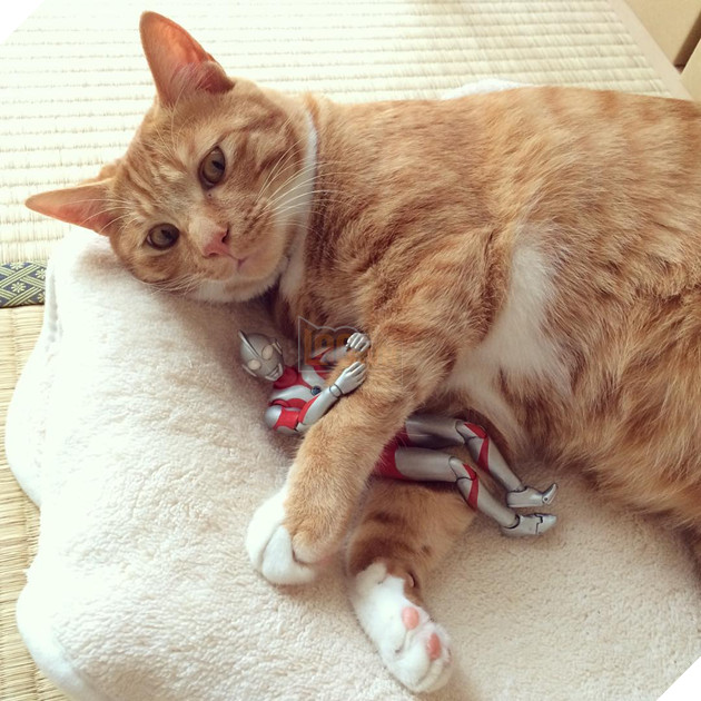 sieu-nhan-canh-giac-ngu-cho-meo-con-3-ngay-tuoi-16