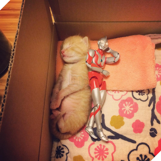 sieu-nhan-canh-giac-ngu-cho-meo-con-3-ngay-tuoi-2