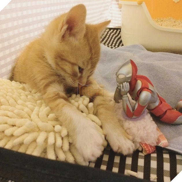 sieu-nhan-canh-giac-ngu-cho-meo-con-3-ngay-tuoi-4