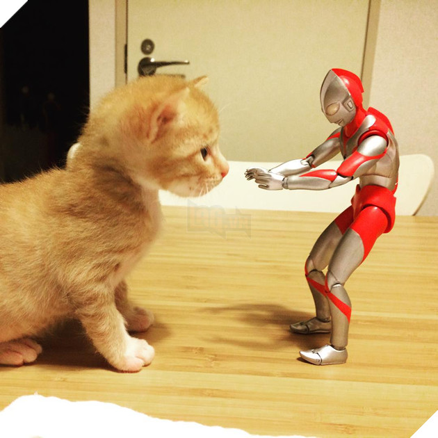 sieu-nhan-canh-giac-ngu-cho-meo-con-3-ngay-tuoi-5