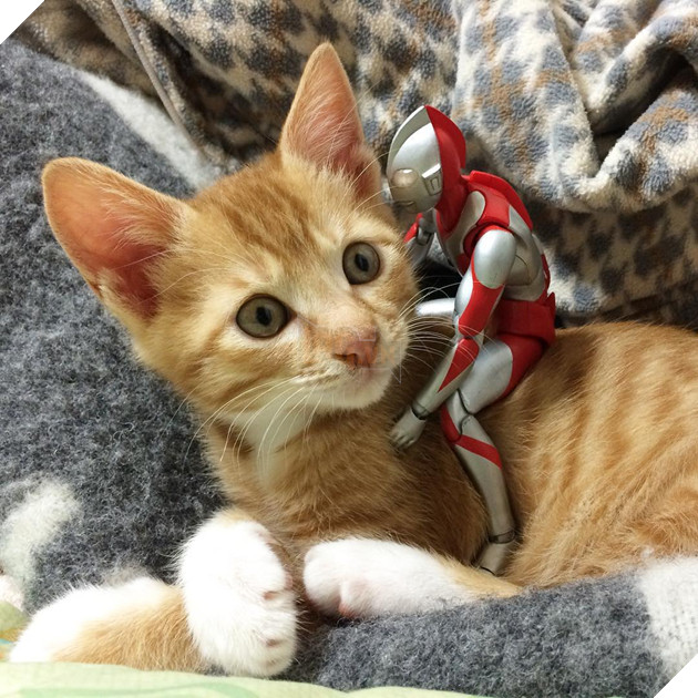 sieu-nhan-canh-giac-ngu-cho-meo-con-3-ngay-tuoi-6