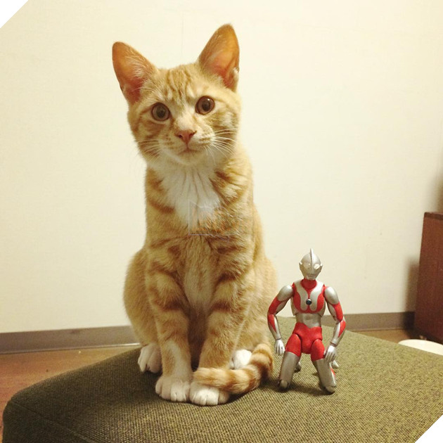 sieu-nhan-canh-giac-ngu-cho-meo-con-3-ngay-tuoi-8