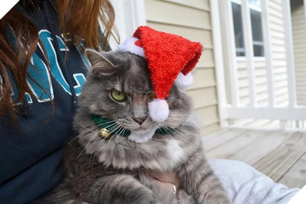 18 khuôn mặt chán đến tận cổ của động vật khi mùa Giáng Sinh đến - Ảnh 17.