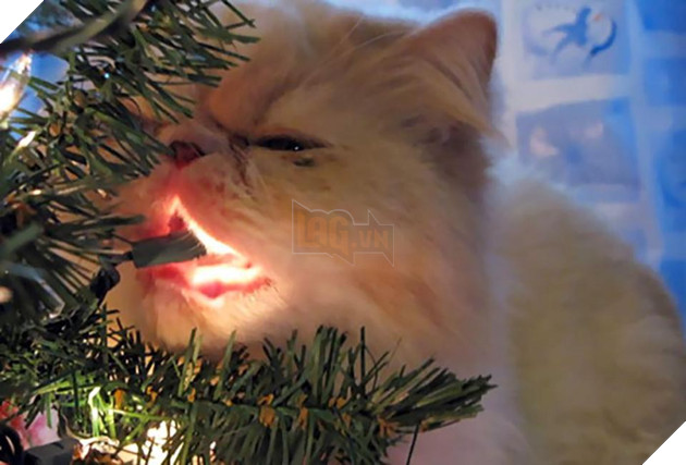 18 khuôn mặt chán đến tận cổ của động vật khi mùa Giáng Sinh đến - Ảnh 23.