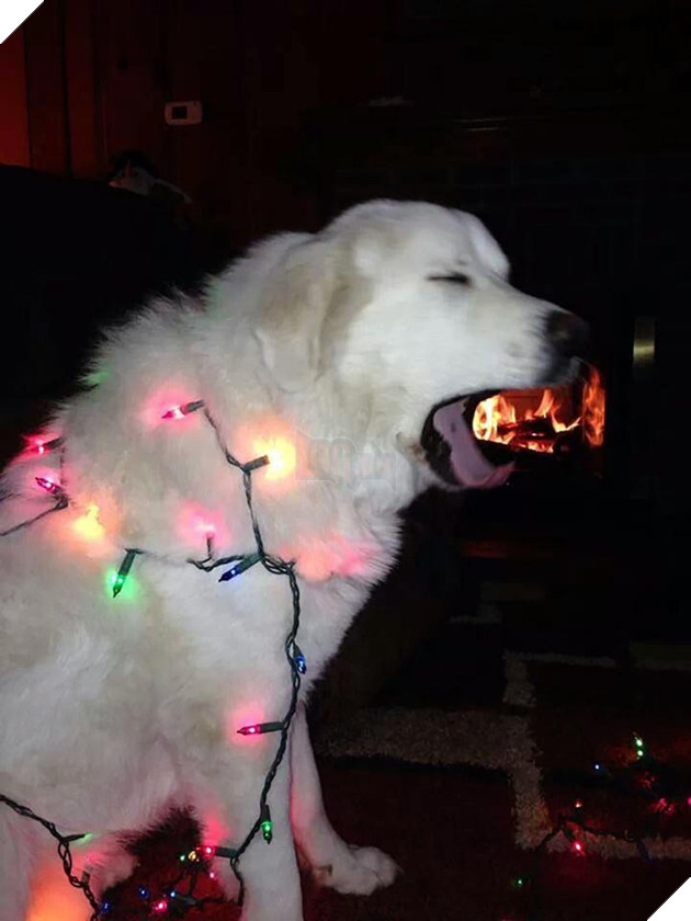 18 khuôn mặt chán đến tận cổ của động vật khi mùa Giáng Sinh đến - Ảnh 25.