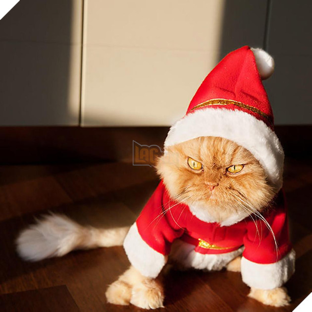 18 khuôn mặt chán đến tận cổ của động vật khi mùa Giáng Sinh đến - Ảnh 27.