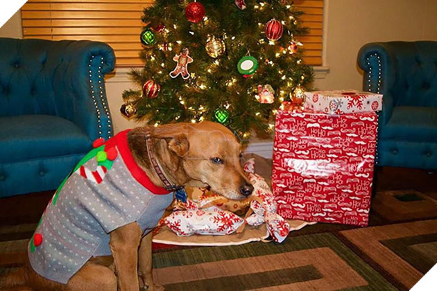 18 khuôn mặt chán đến tận cổ của động vật khi mùa Giáng Sinh đến - Ảnh 31.
