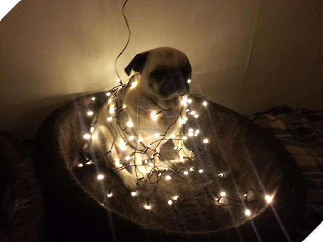 18 khuôn mặt chán đến tận cổ của động vật khi mùa Giáng Sinh đến - Ảnh 33.