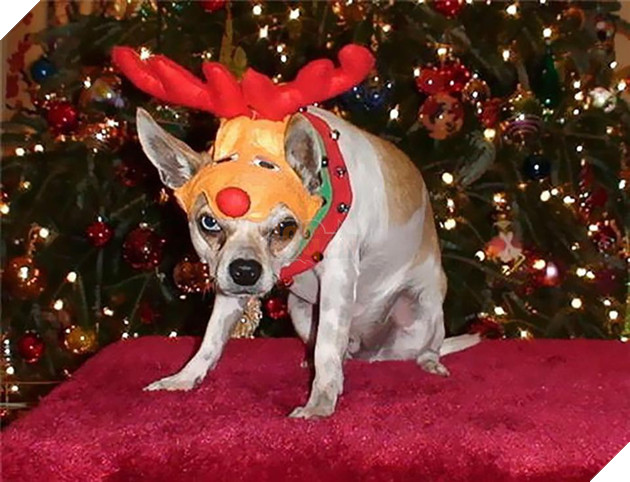 18 khuôn mặt chán đến tận cổ của động vật khi mùa Giáng Sinh đến - Ảnh 5.