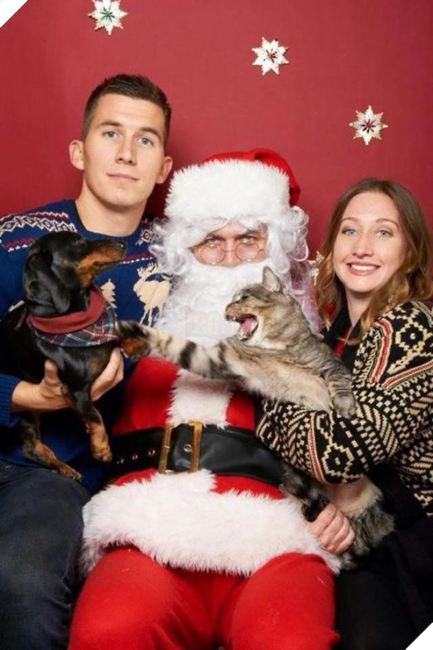 18 khuôn mặt chán đến tận cổ của động vật khi mùa Giáng Sinh đến - Ảnh 7.