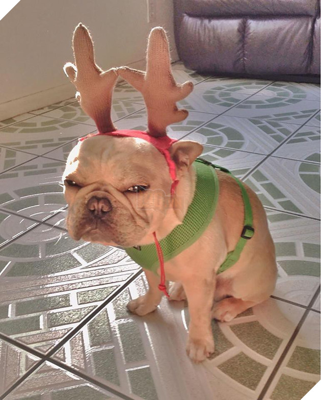 18 khuôn mặt chán đến tận cổ của động vật khi mùa Giáng Sinh đến - Ảnh 11.
